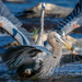 Great Blue Herons fight over a fish