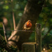 Bird on a Wire