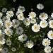 Feverfew