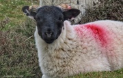 11th Jun 2026 - Spring Lamb