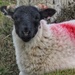 Spring Lamb