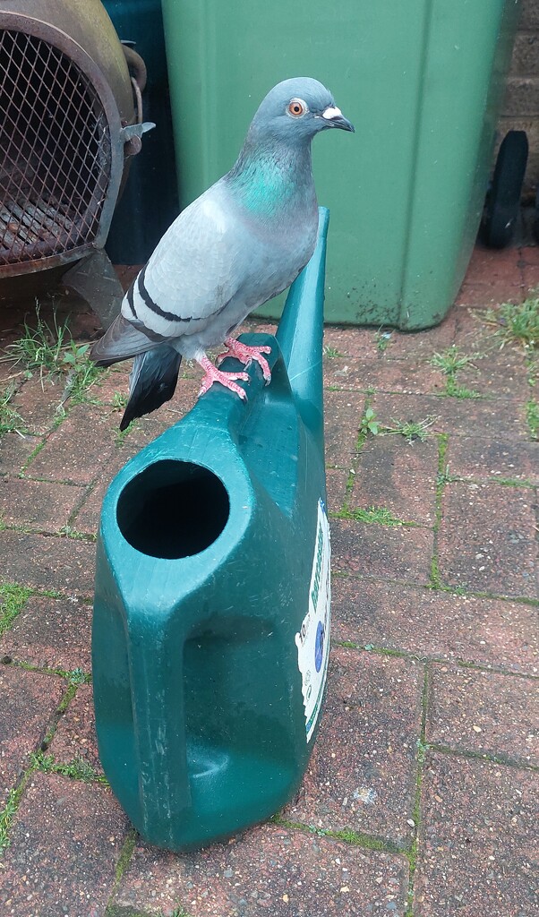 Our tame pigeon by busylady