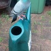 Our tame pigeon