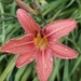 Day lilies