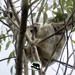 meet Enya's joey