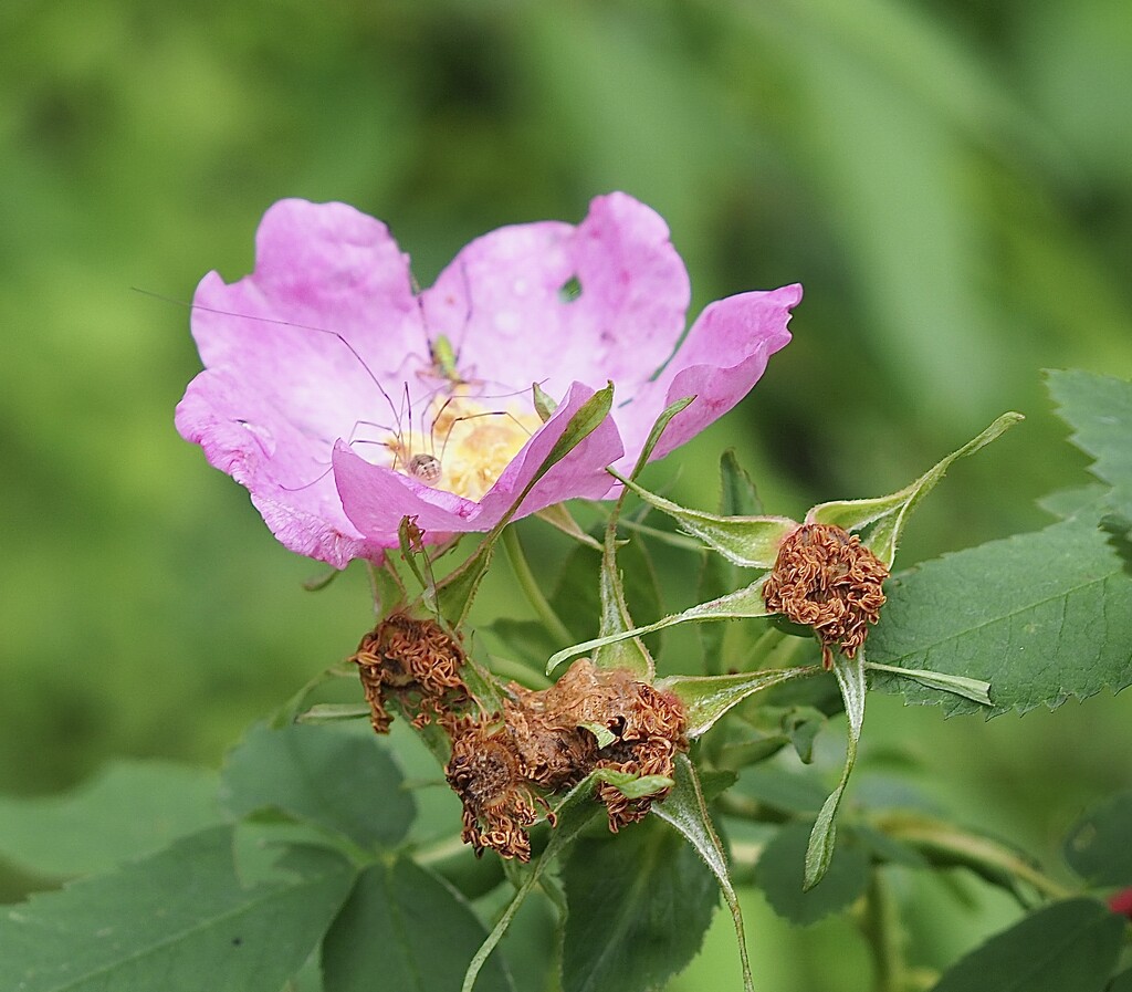 Wild rose by vlc