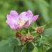 Wild rose