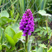 Marsh Orchid