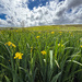 Yellow Flag