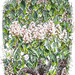 The mighty chestnut tree