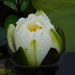waterlily