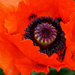 Wrapped in Orange