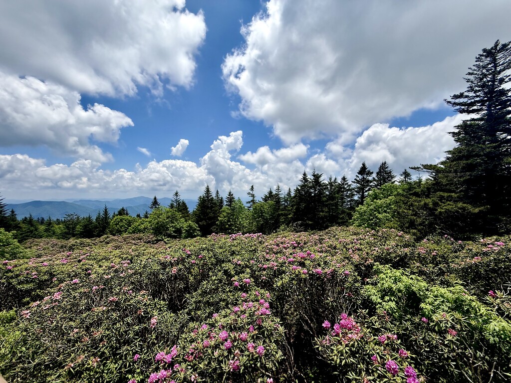 Catawba Rhododendron  by calm