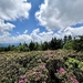 Catawba Rhododendron 