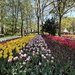 A Spring Canvas Painted with Tulips
