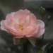 11june