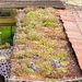 Green roof v 3.0