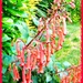 Cape fuchsia-