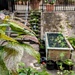 Community garden 
