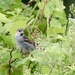 Sparrow Cooling in the Greenery