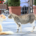 Two Cats in Ravello