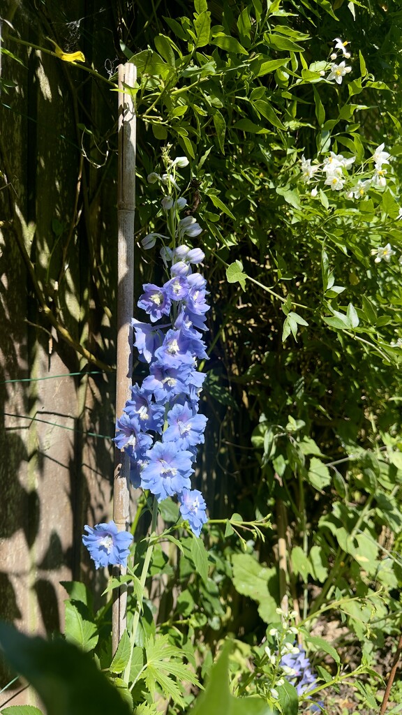 Delphinium  by wakelys