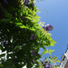 under the wisteria