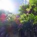 Wisteria