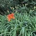 The First Orange Daylilly 