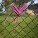Heart on the Fence
