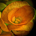 Begonia 