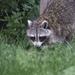 Raccoon at Dusk