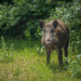City animal