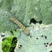 Mullein moth caterpillar (Cucullia verbasci)