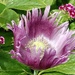 Purple Poppy