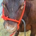 Young Brown Cow