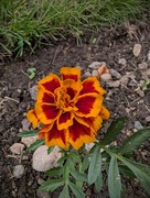 12th Jun 2026 - French Marigold 