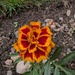 French Marigold 
