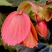 Coral Bells 
