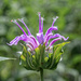 The Bergamot is here...