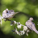 Dove Pair