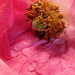 Pink poppy 