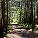 The Forest