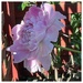 Peony In Shadow 