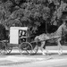 Amish Horse & Buggy