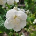 Sweet Mock-Orange