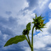 The storm is an artist, but so is the bloom.