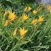 Day Lilies 