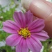 Miniature Cosmos