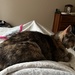 Nurse Cat